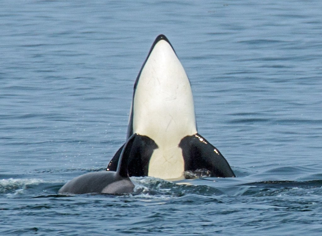 Neither Killer nor Whale